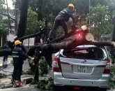 Cây đổ đè 2 ôtô ở trung tâm Sài Gòn